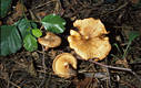 Paxillus rubicundulus Orton