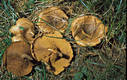 Paxillus rubicundulus Orton