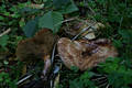 Paxillus rubicundulus Orton