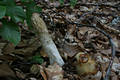 Phallus impudicus L.:Pers.