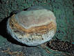 Phellinus hartigii (All.& Schn.)Pat