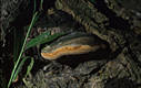 Phellinus trivialis (Bres.)Kreisel