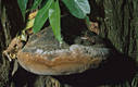 Phellinus trivialis (Bres.)Kreisel