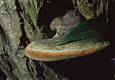 Phellinus trivialis (Bres.)Kreisel