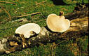 Piptoporus betulinus (Bull.:Fr.)Karst.