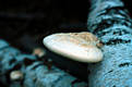 Piptoporus betulinus (Bull.:Fr.)Karst.