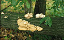 Pleurotus ostreatus (Jacq.:Fr.)Kummer