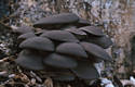 Pleurotus ostreatus (Jacq.:Fr.)Kummer