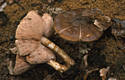 Pluteus cervinus (Schaeff.)Kummer