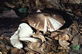 Pluteus cervinus (Schaeff.)Kummer