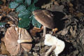 Pluteus cervinus (Schaeff.)Kummer