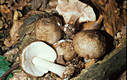 Pluteus cervinus (Schaeff.)Kummer