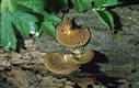 Polyporus arcularius (Batsch):Fr.