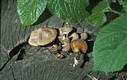 Polyporus arcularius (Batsch):Fr.