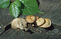 Polyporus arcularius (Batsch):Fr.