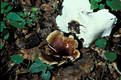 Polyporus badius (Pers.:S.F.Gray)Schw.