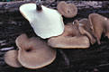 Polyporus badius (Pers.:S.F.Gray)Schw.