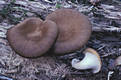 Polyporus badius (Pers.:S.F.Gray)Schw.