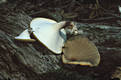 Polyporus badius (Pers.:S.F.Gray)Schw.