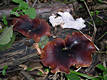 Polyporus badius (Pers.:S.F.Gray)Schw.