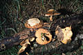 Polyporus ciliatus Fr.:Fr.