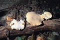 Polyporus leptocephalus Jacq.:Fr.