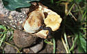 Polyporus leptocephalus Jacq.:Fr.