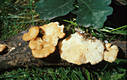 Polyporus mori Pollini:Fries