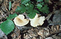 Polyporus mori Pollini:Fries