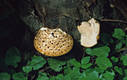 Polyporus squamosus (Huds.)Fr.