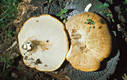 Polyporus squamosus (Huds.)Fr.