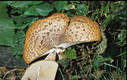 Polyporus squamosus (Huds.)Fr.