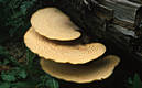 Polyporus squamosus (Huds.)Fr.