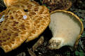 Polyporus squamosus (Huds.)Fr.