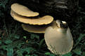 Polyporus squamosus (Huds.)Fr.