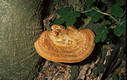Polyporus tuberaster (Pers.:Fr.)Fr.