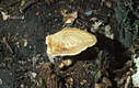 Polyporus tuberaster (Pers.:Fr.)Fr.