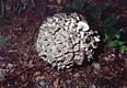 Polyporus umbellatus Pers.:Fr.