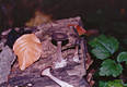 Pseudoclitocybe cyathiformis (Bull.:Fr.)Singer