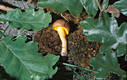 Pulveroboletus gentilis (Qul.)Singer