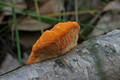 Pycnoporus cinnabarinus (Jacq.:Fr.)Karst.