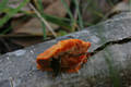 Pycnoporus cinnabarinus (Jacq.:Fr.)Karst.