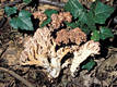 Ramaria botrytis (Pers.:Fr.)Ricken