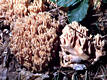 Ramaria formosa (Pers.:Fr.)Qul.