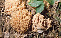 Ramaria formosa (Pers.:Fr.)Qul.