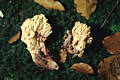 Ramaria sanguinea (Pers.)Qul.