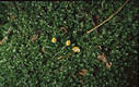 Rickenella fibula (Bull.:Fr.)Raith.