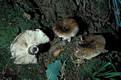 Russula acrifolia Romagn.