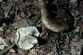 Russula acrifolia Romagn.