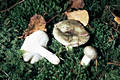 Russula aeruginea Lindbl.